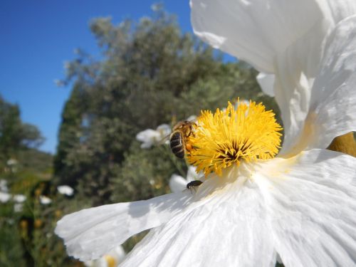 bee flower nectar