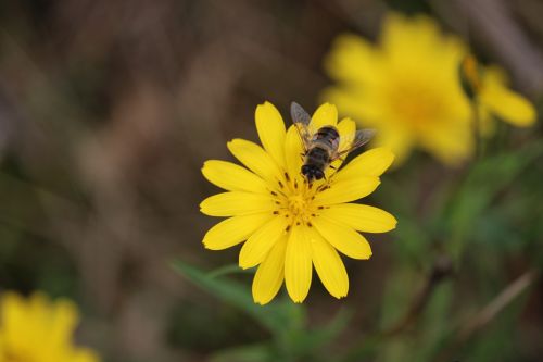 bee flower yellow