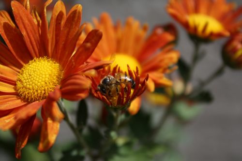 bee flower insect