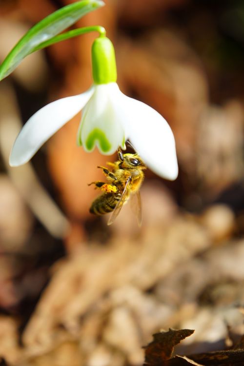 bee pollination honey