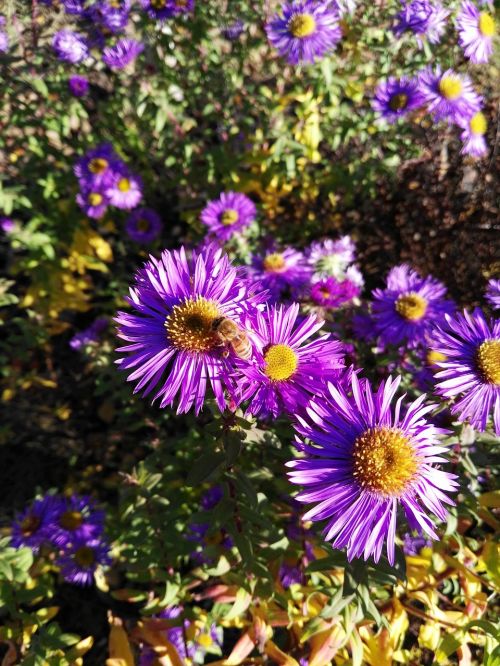 bee aster herbstastern