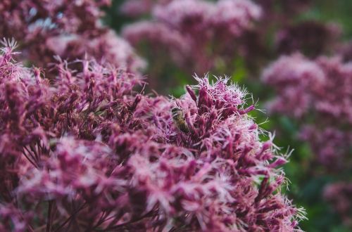 bee flower insect