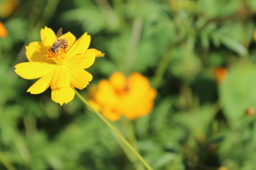 bee flower spring