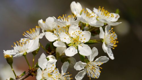 bee flower spring