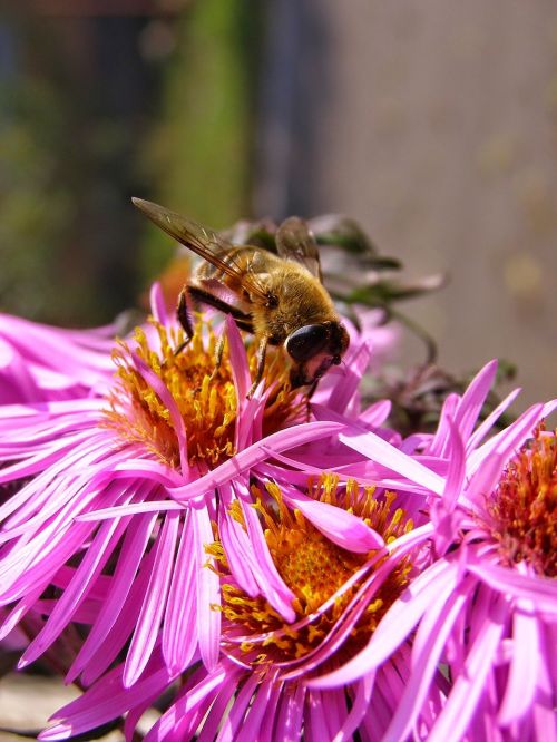 bee honey flower