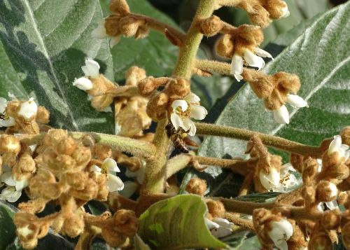 bee tree flower