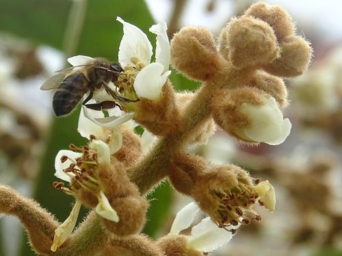 bee flower pollinator