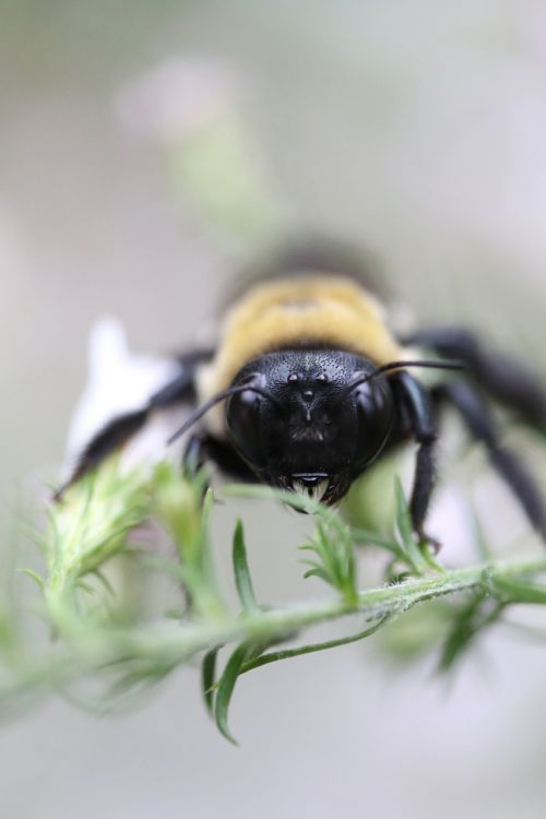 bee bumblebee macro