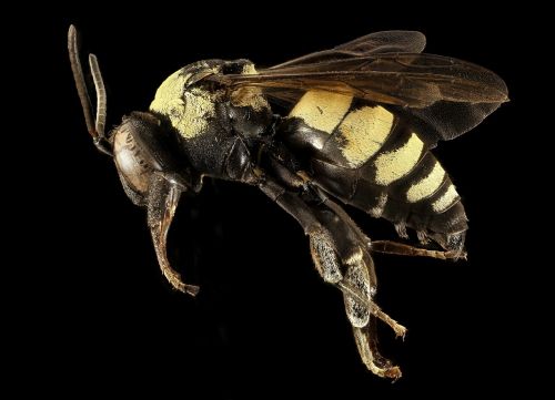 bee insect macro