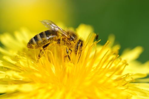bee always pollen