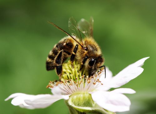 bee blossom bloom