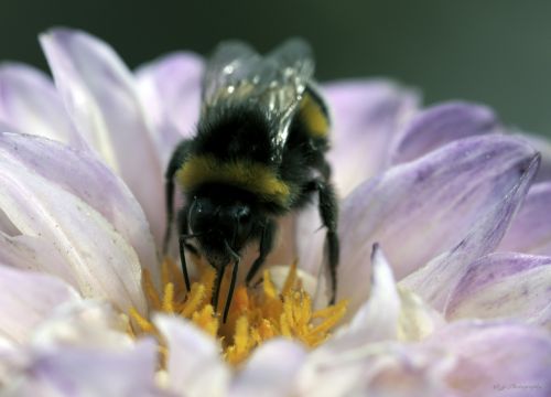 bee pollen insect