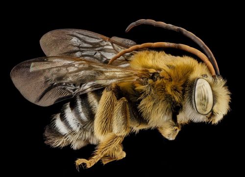 bee summer long horned macro