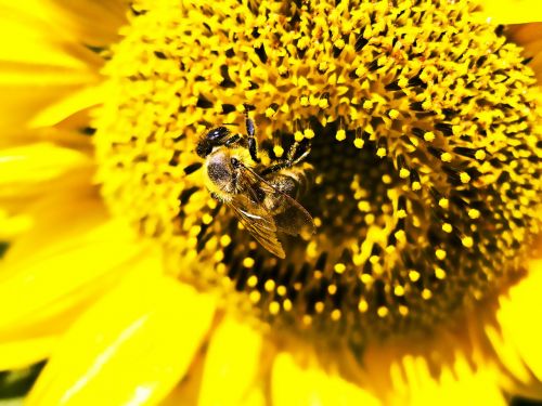 bee sunflower work