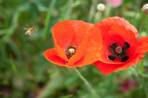 bee poppy red color