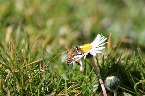 bee flower prato