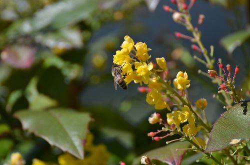 bee pollen worker