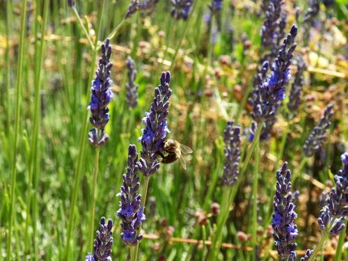 bee lavender flower