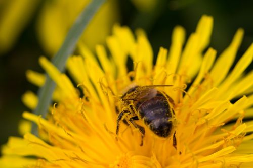 bee macro blossom