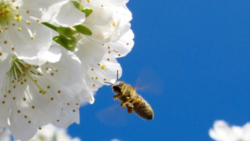 bee pollination flowers