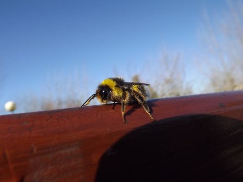 bee yellow black