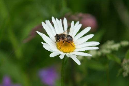 bee daisy flower