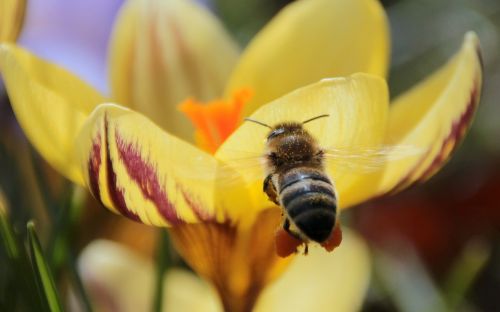 bee nectar fly
