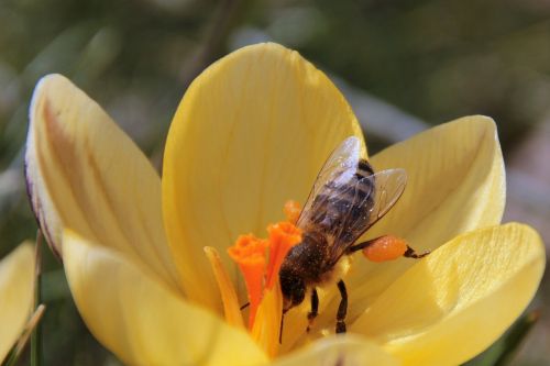 bee nectar fly