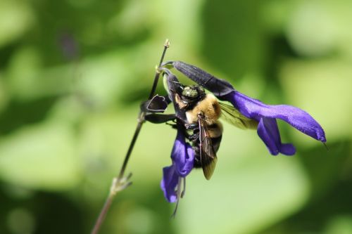 bee flower purple