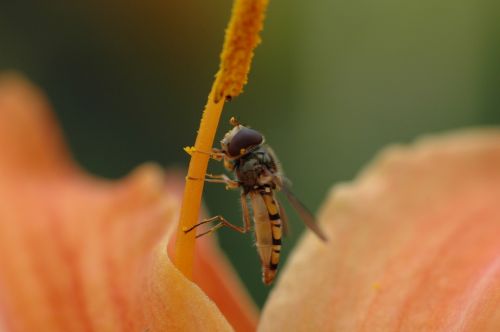 bee macro flower