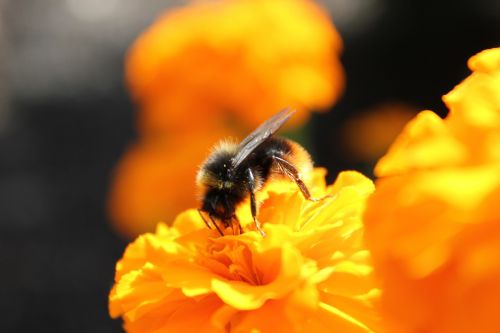 bee flower insect