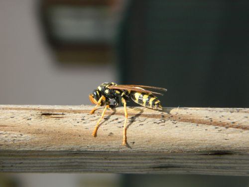 bee macro wäspe