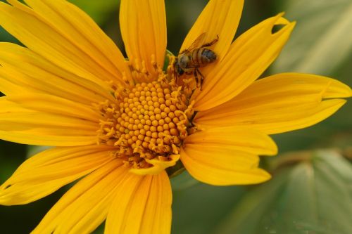 bee nectar sunflower