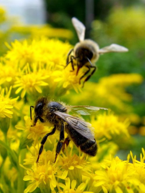 bee insect macro