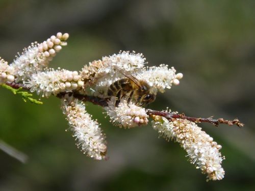 bee flower libar