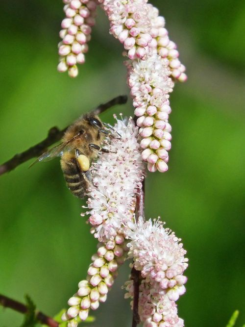 bee flowers libar