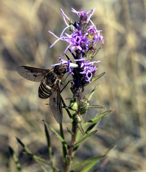 bee pollinator pollination