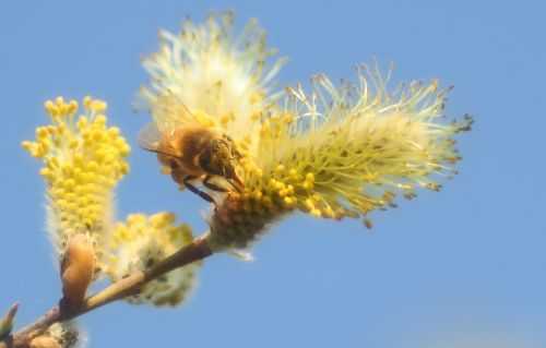 insect plant nature