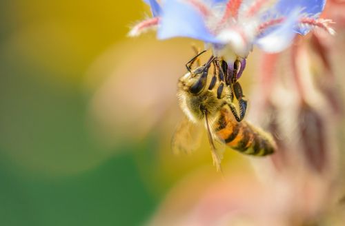 bee insect sunset