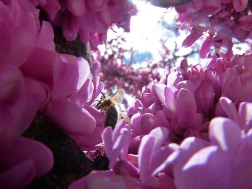 bee judas-tree pink flowers