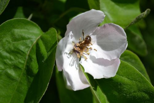 bee flower quince