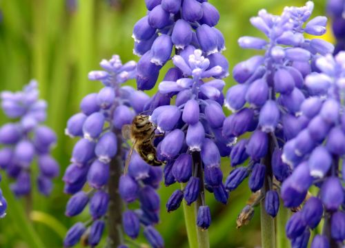 bee pollinate pollen