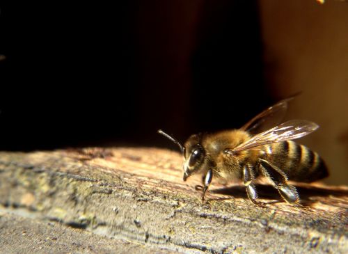 bee spring nectar