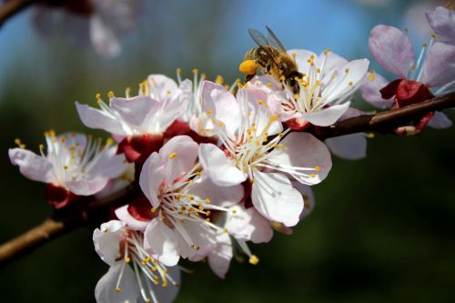 bee diligent garden