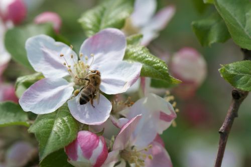 bee apple pollination