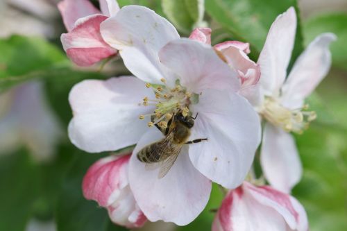 bee pollination apple flower