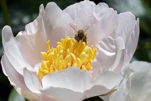 bee pollen blossom