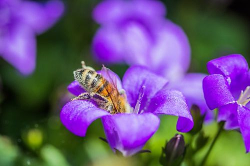 bee insect close