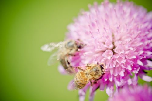 bee blossom bloom