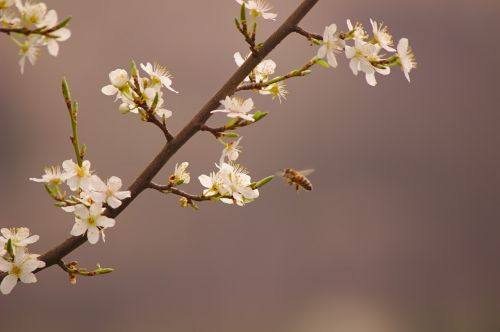bee nature spring